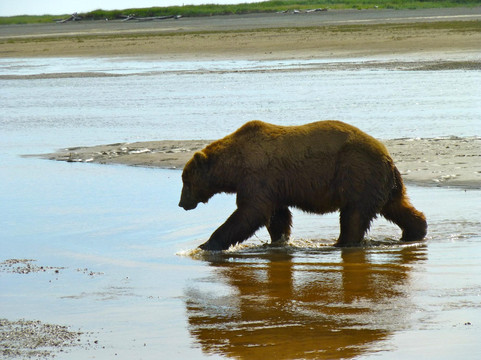 Smokey Bay Air-荷马必去景点