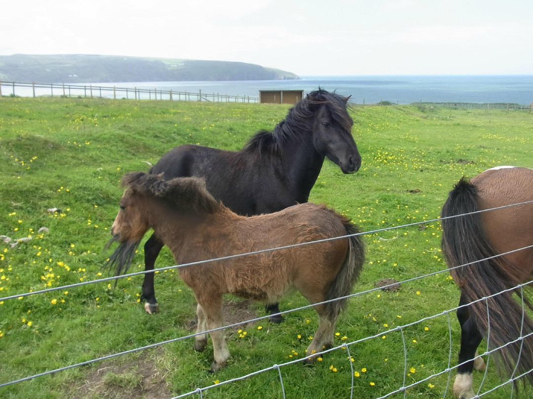 Cardigan Island Coastal Farm Park-Cardigan必去景点