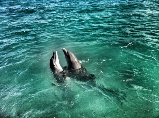 Dolphin Discovery Anguilla-Blowing Point必去景点