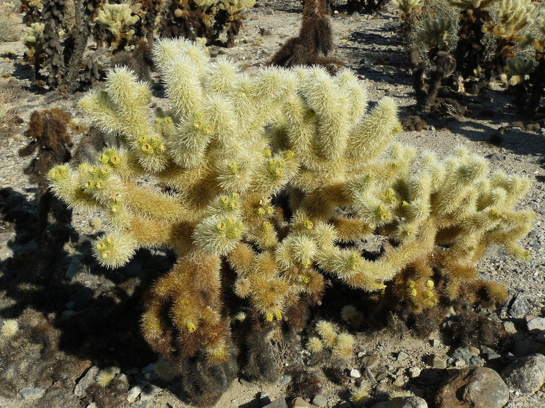 Cholla Cactus Garden-约书亚树国家公园必去景点