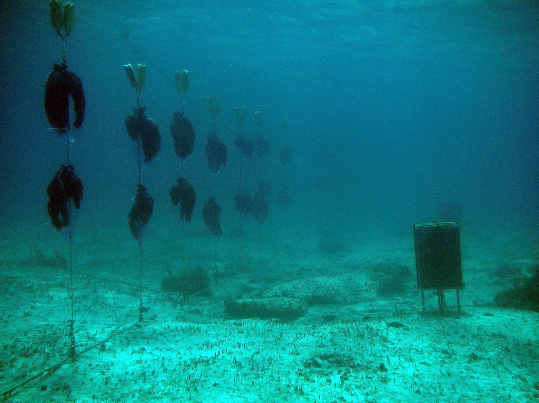 Cozumel Pearl Farm-考祖梅必去景点