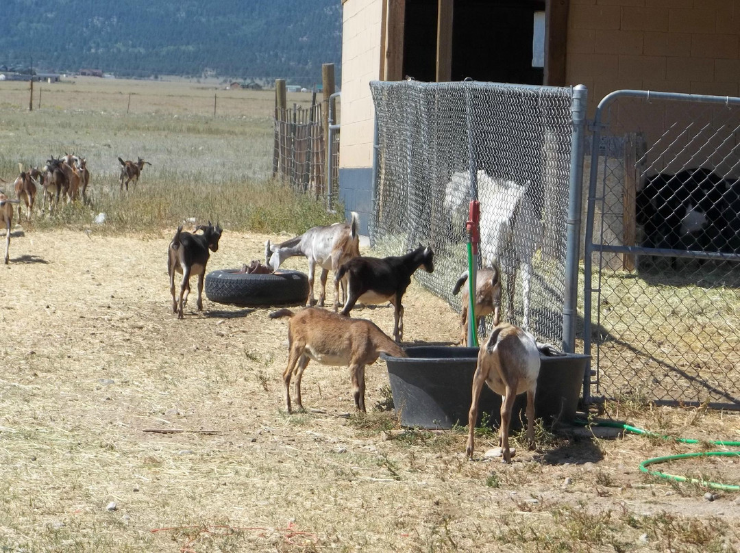 Jumpin' Good Goat Dairy-布埃纳维斯塔必去景点