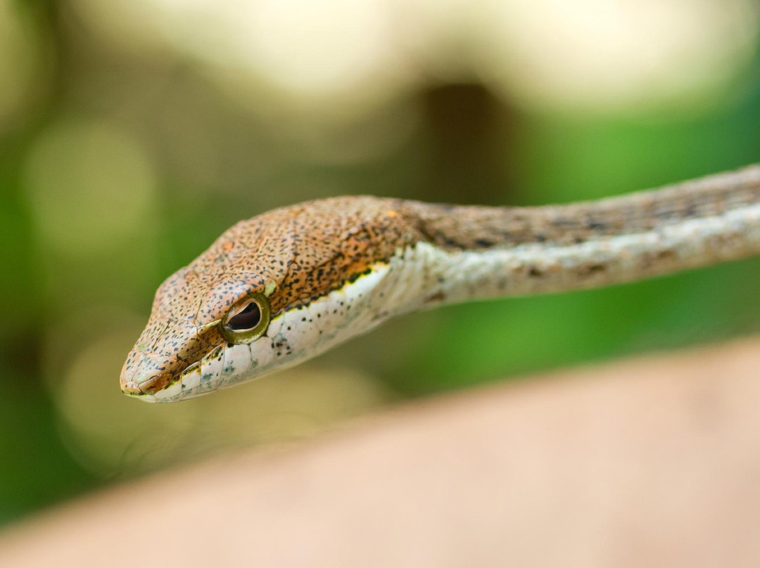 Zanzibar Land Animal Park (ZALA)-桑给巴尔岛必去景点