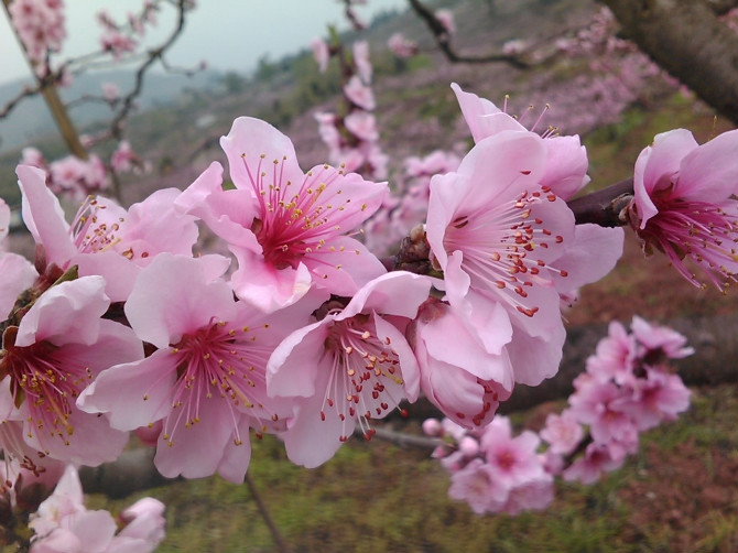桃花故里-成都必去景点
