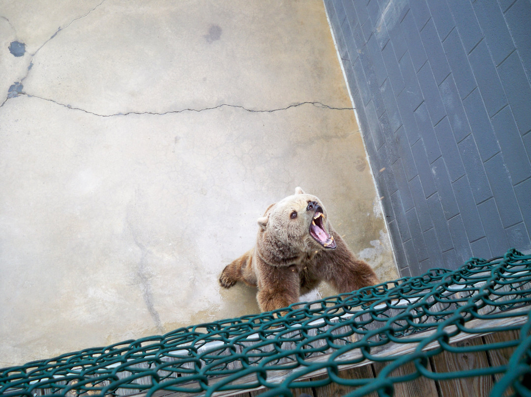 Cherokee Bear Zoo and Exotic Animals景点图片