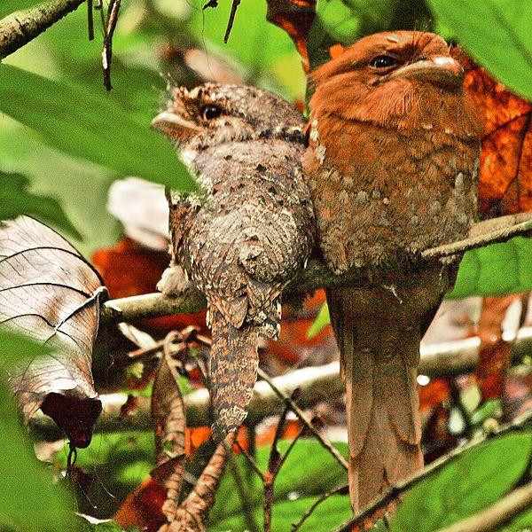 Dr. Salim Ali Bird Sanctuary景点图片