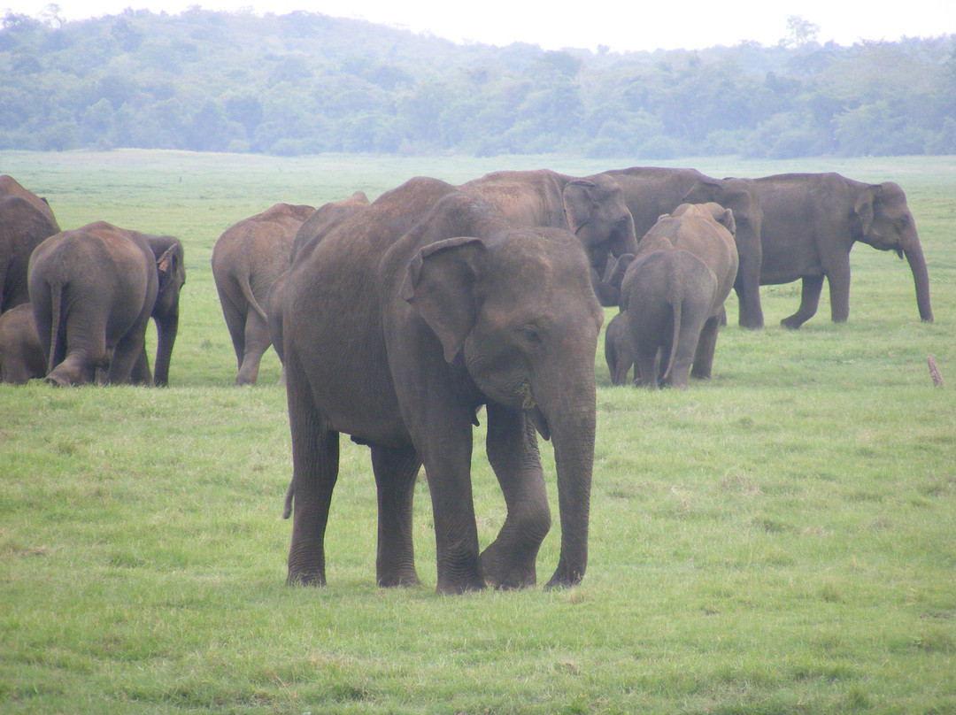 Kaudulla National Park景点图片