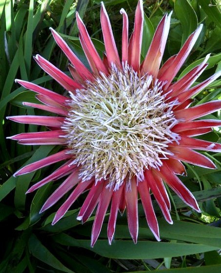 Harold Porter National Botanical Gardens-Betty's Bay必去景点