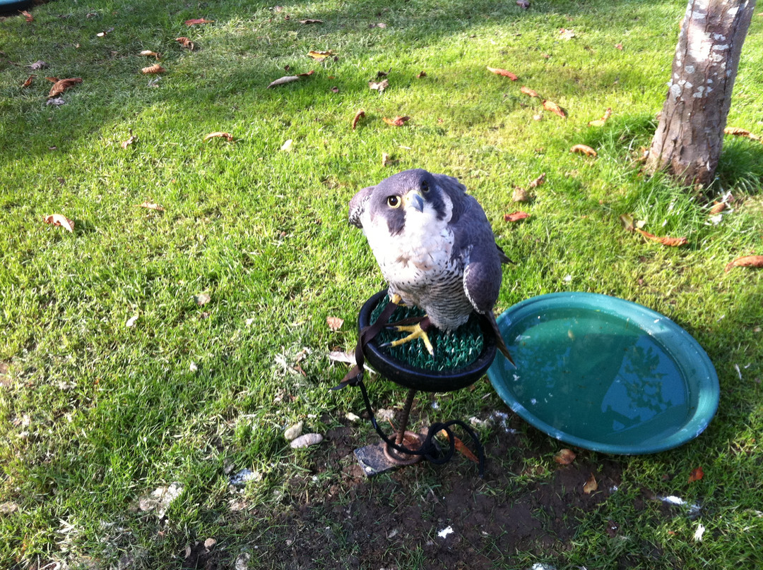 Fallowfields Falconry-Longworth必去景点