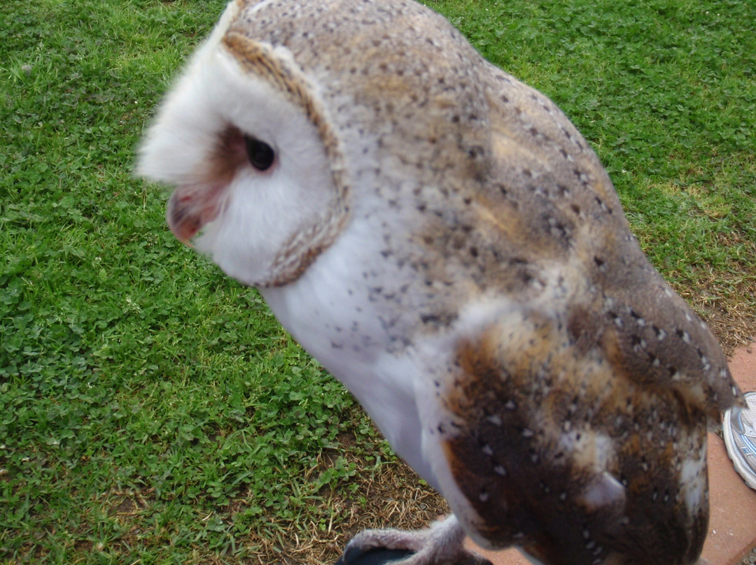 Raptor Domain-Seal Bay必去景点