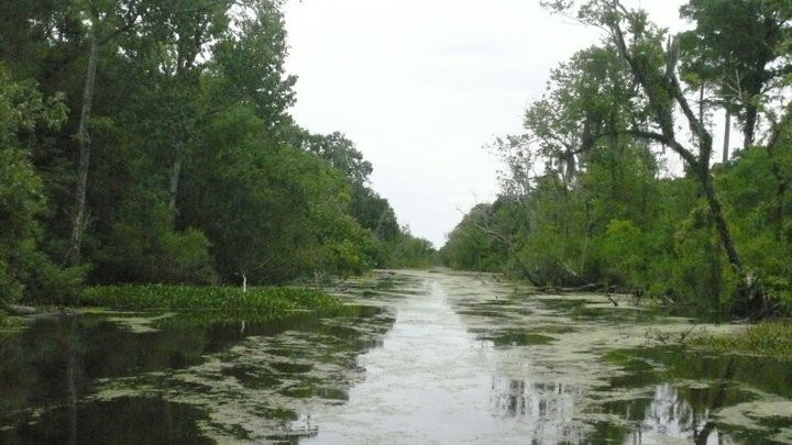 Cajun Pride Swamp Tours景点图片