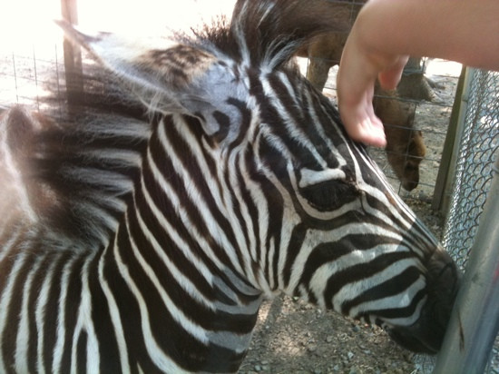 Gators and Friends - Alligator Park & Exotic Zoo-Greenwood必去景点