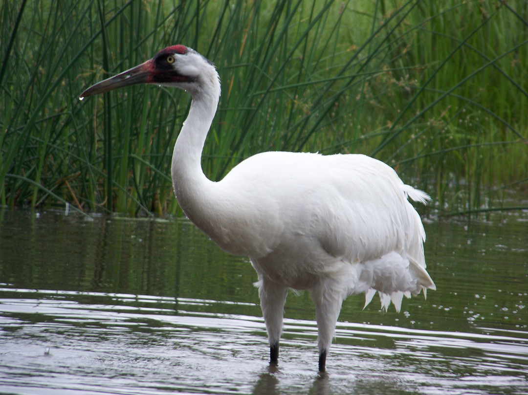 International Crane Foundation-巴拉布必去景点
