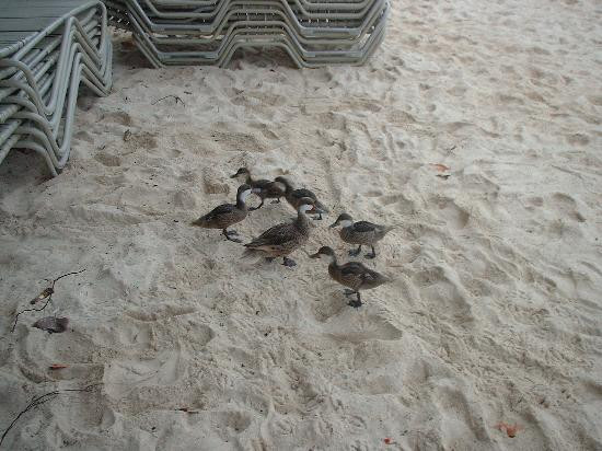 Sapphire Beach-East End必去景点