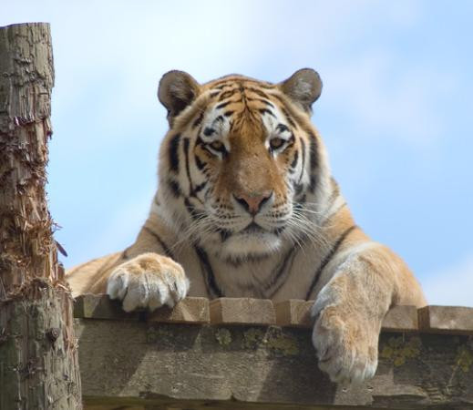 Whipsnade Zoo-邓斯特布尔必去景点