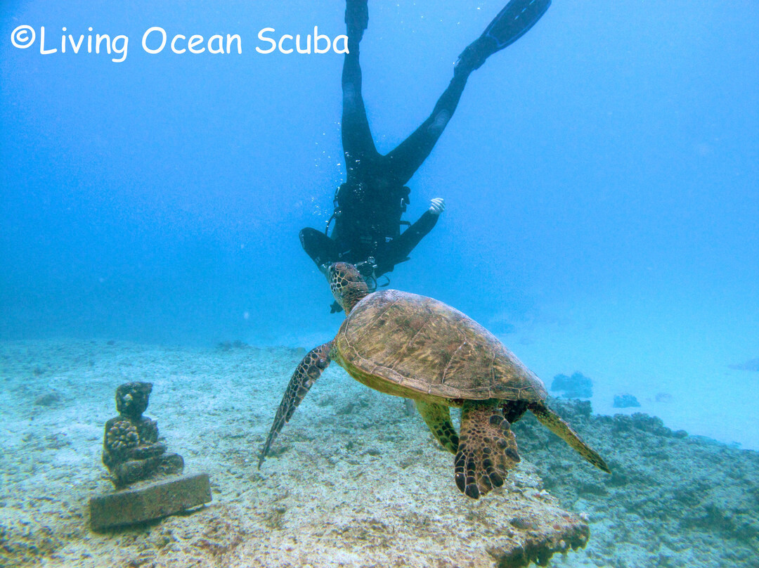 Living Ocean Tours-火奴鲁鲁必去景点