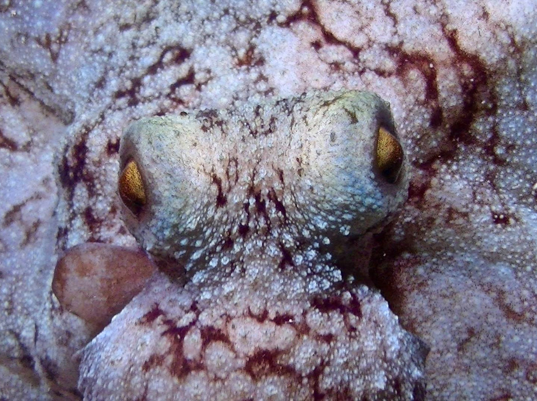 Bruce Bowker's Carib Inn主图