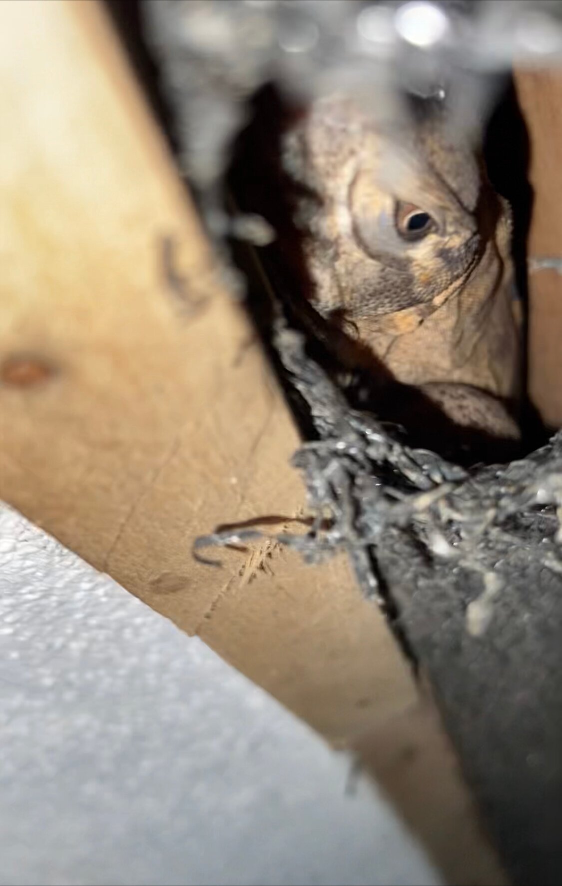 Hotel Las Tortugas-浴室