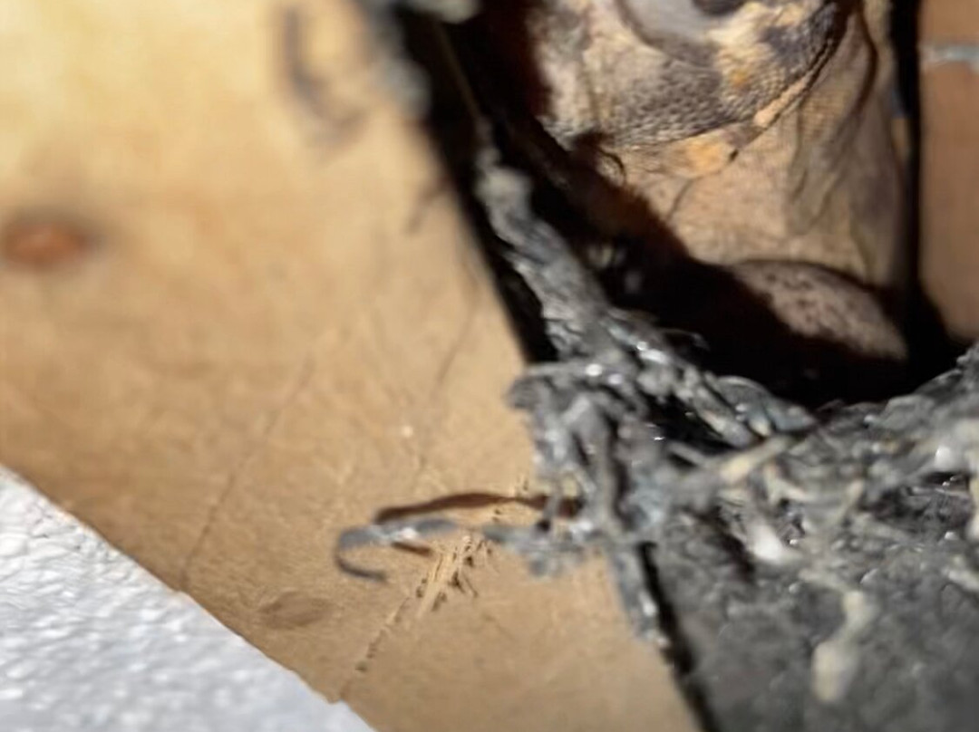 Hotel Las Tortugas主图