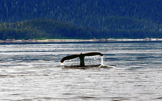 Weather Permitting Alaska - Whale Watching-朱诺必去景点