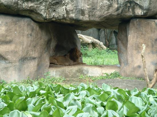 阿必伦动物园景点图片