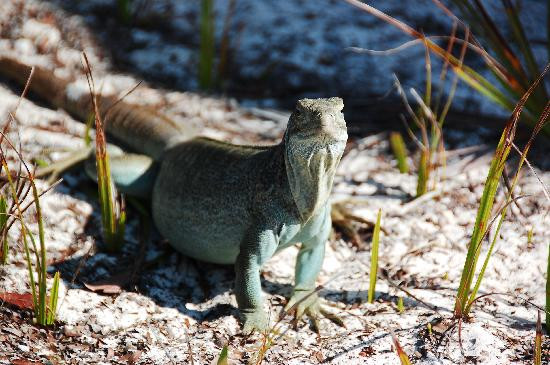 Little Water Cay-普罗维登西亚莱斯必去景点