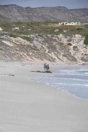 Horse Riding Grootbos Private Nature Reserve景点图片