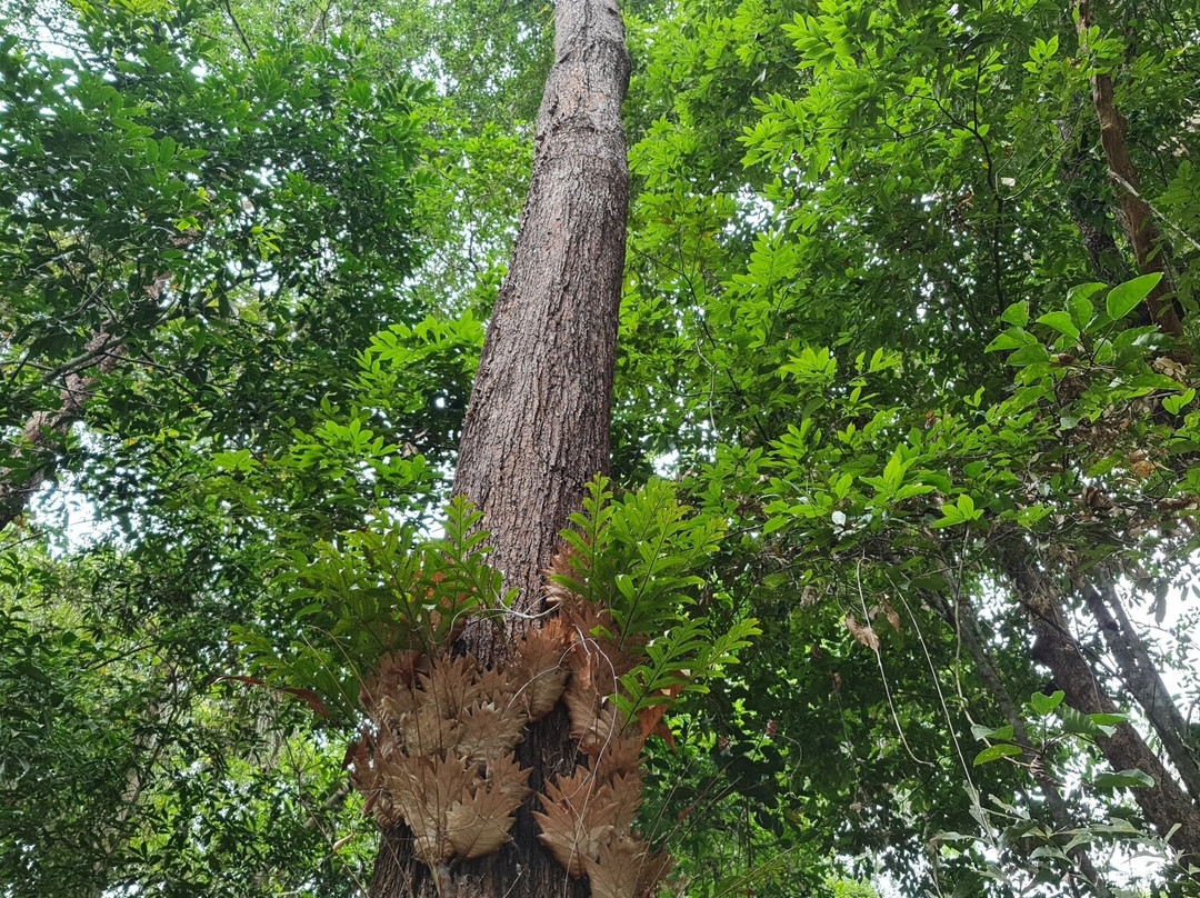 半岛植物园景点图片