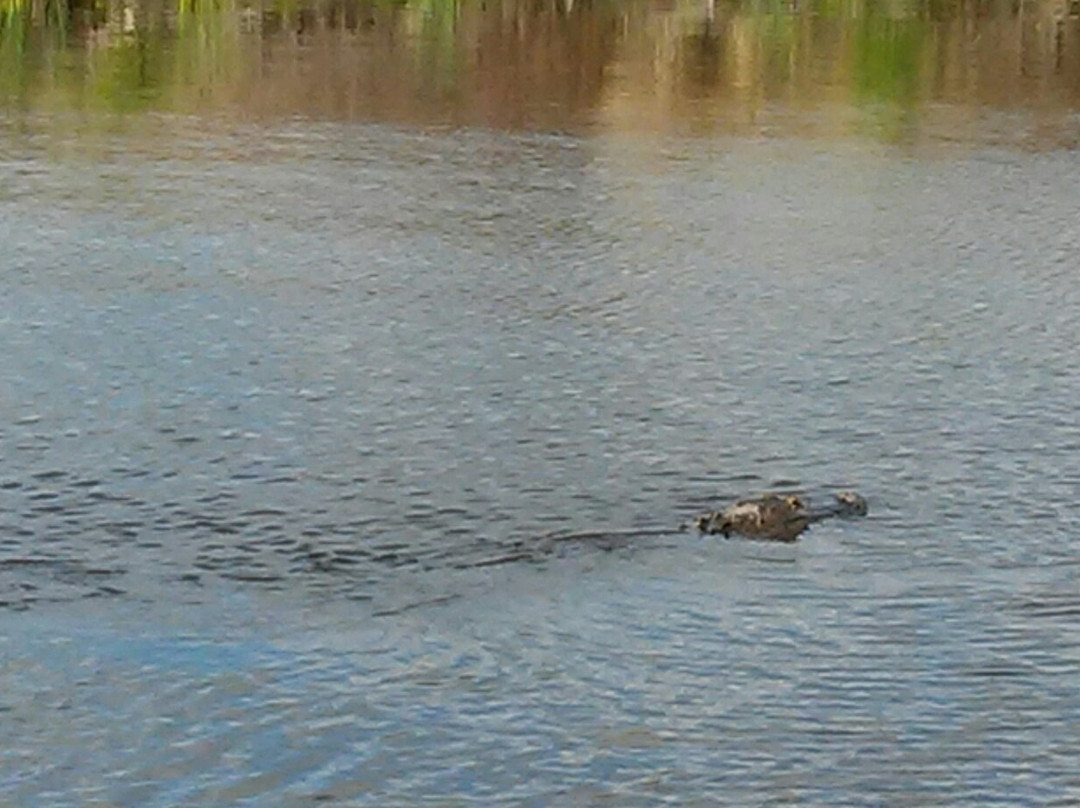 Venice Myakka River Park景点图片