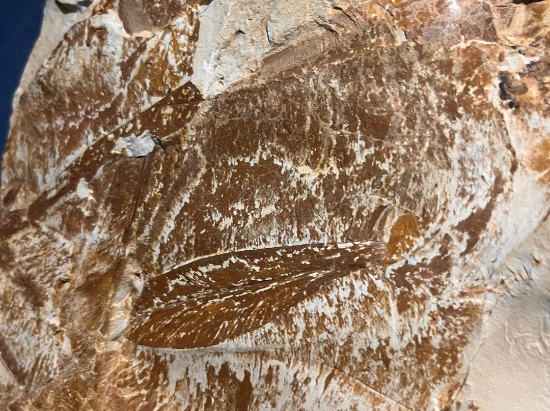 Kitching Fossil Exploration Centre-Nieu-Bethesda必去景点