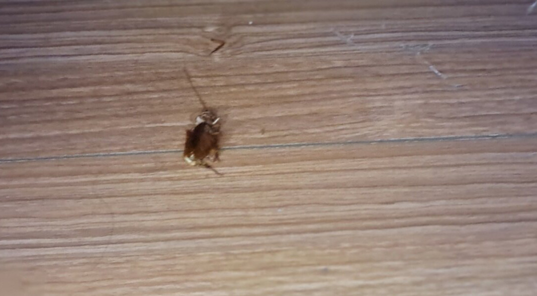 Fiesta Inn Saltillo主图