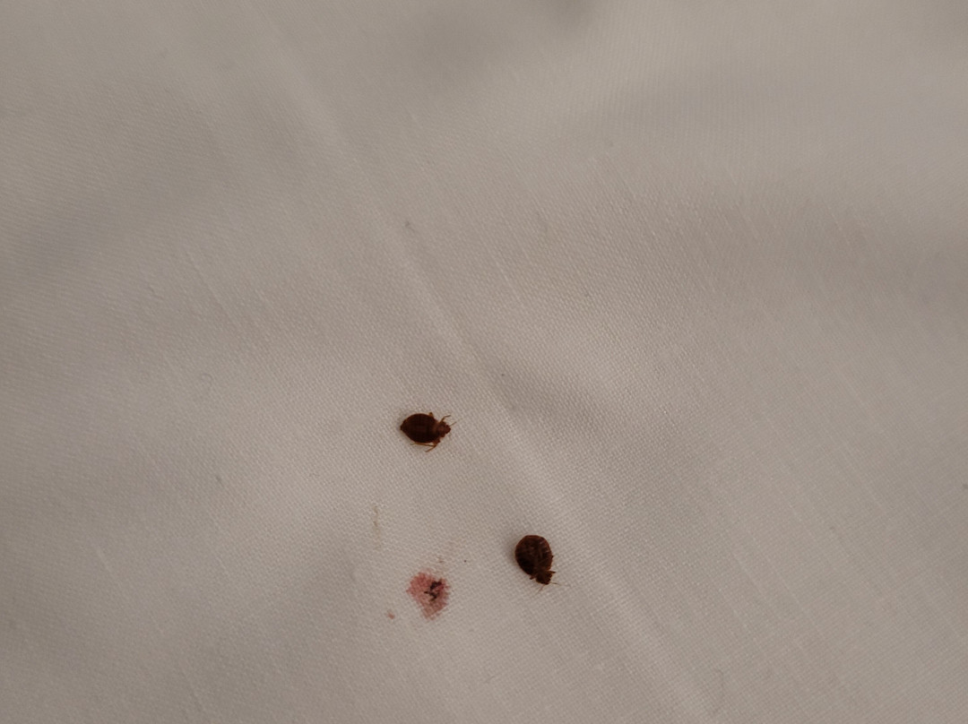 Hotel Les Neus主图