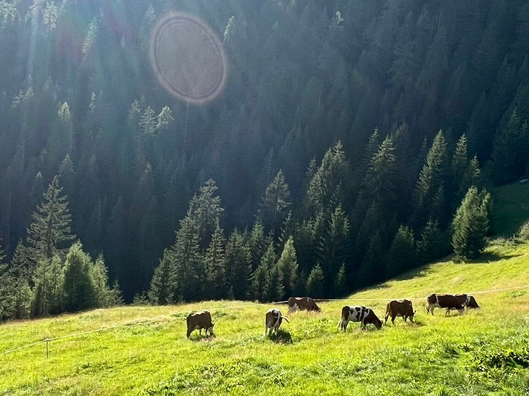 Chalet Bischofer-bergwelt主图