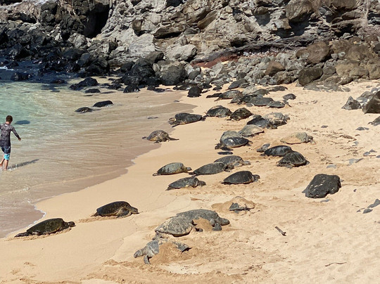 Maui Seasons-毛伊岛必去景点
