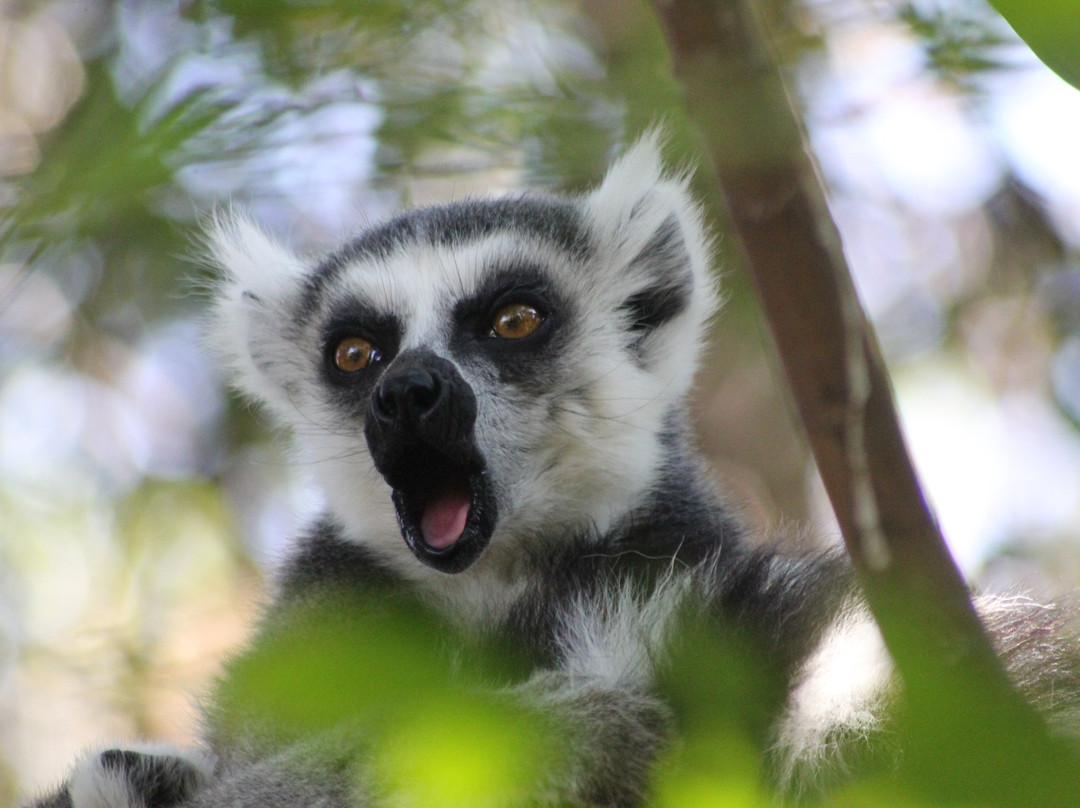 My Madagascar景点图片