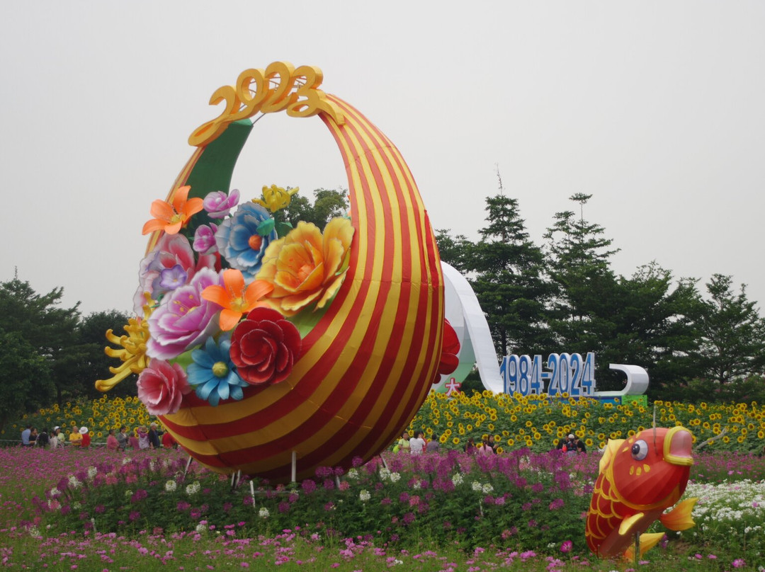 菊城金瓣-中山市必去景点