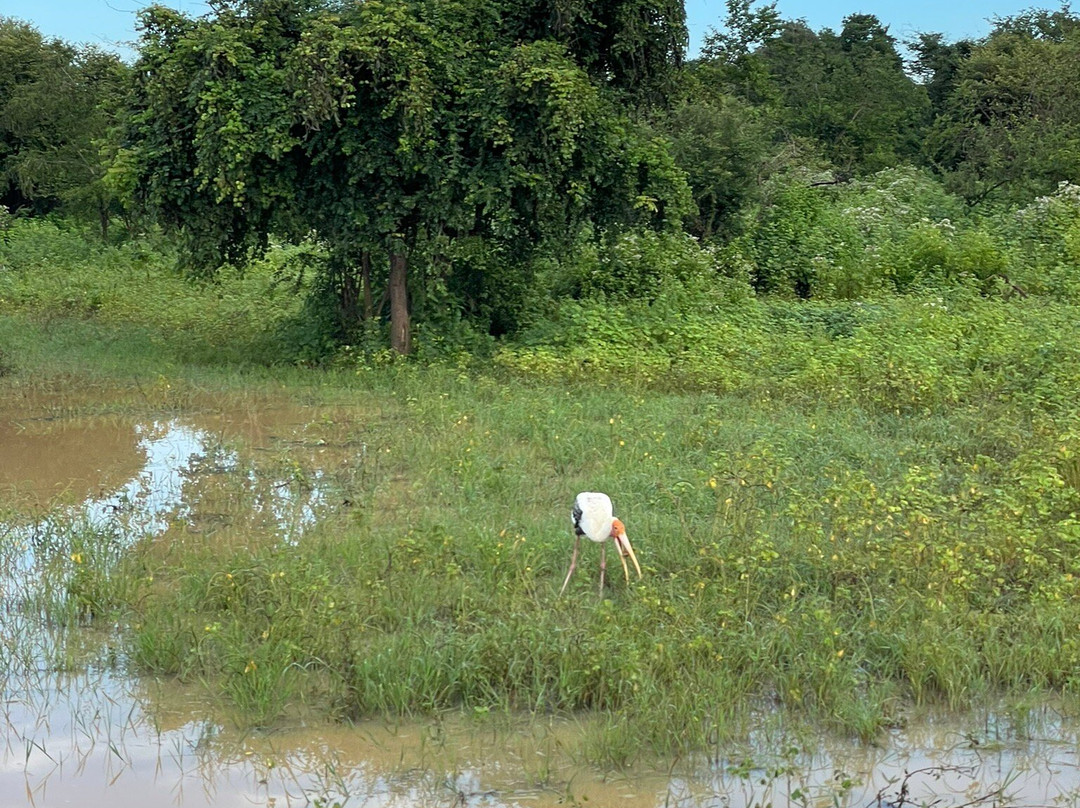 Udawalawe Wild Safari Tours-乌达瓦拉瓦必去景点