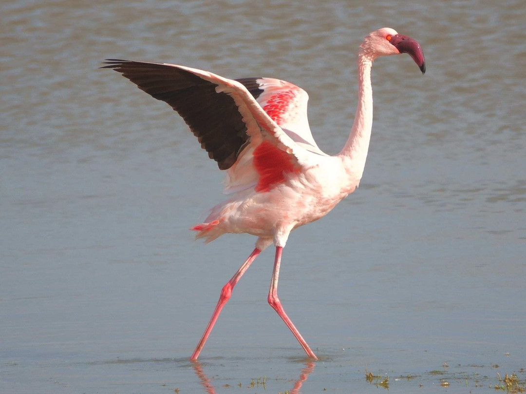 Rocherpan Nature Reserve-Velddrif必去景点