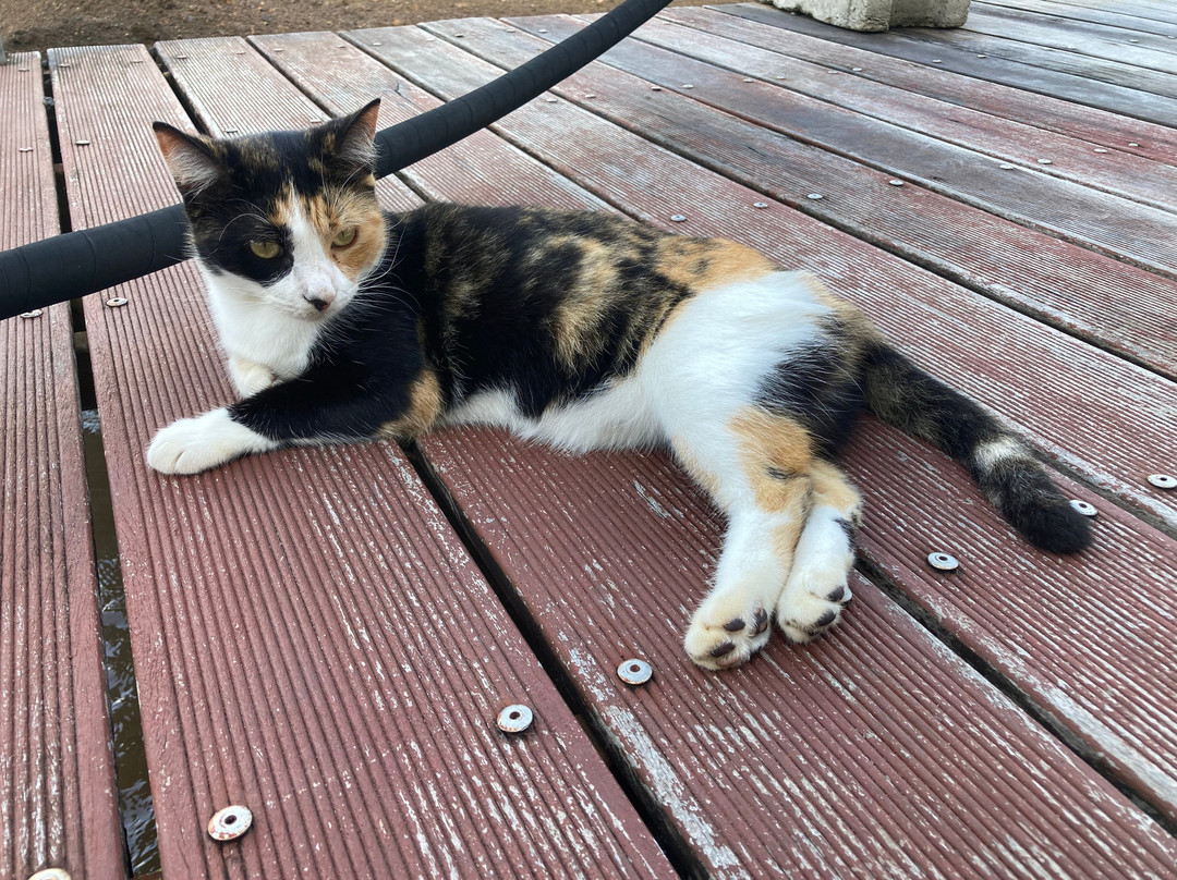 Infini Plongee-Basse-Terre必去景点