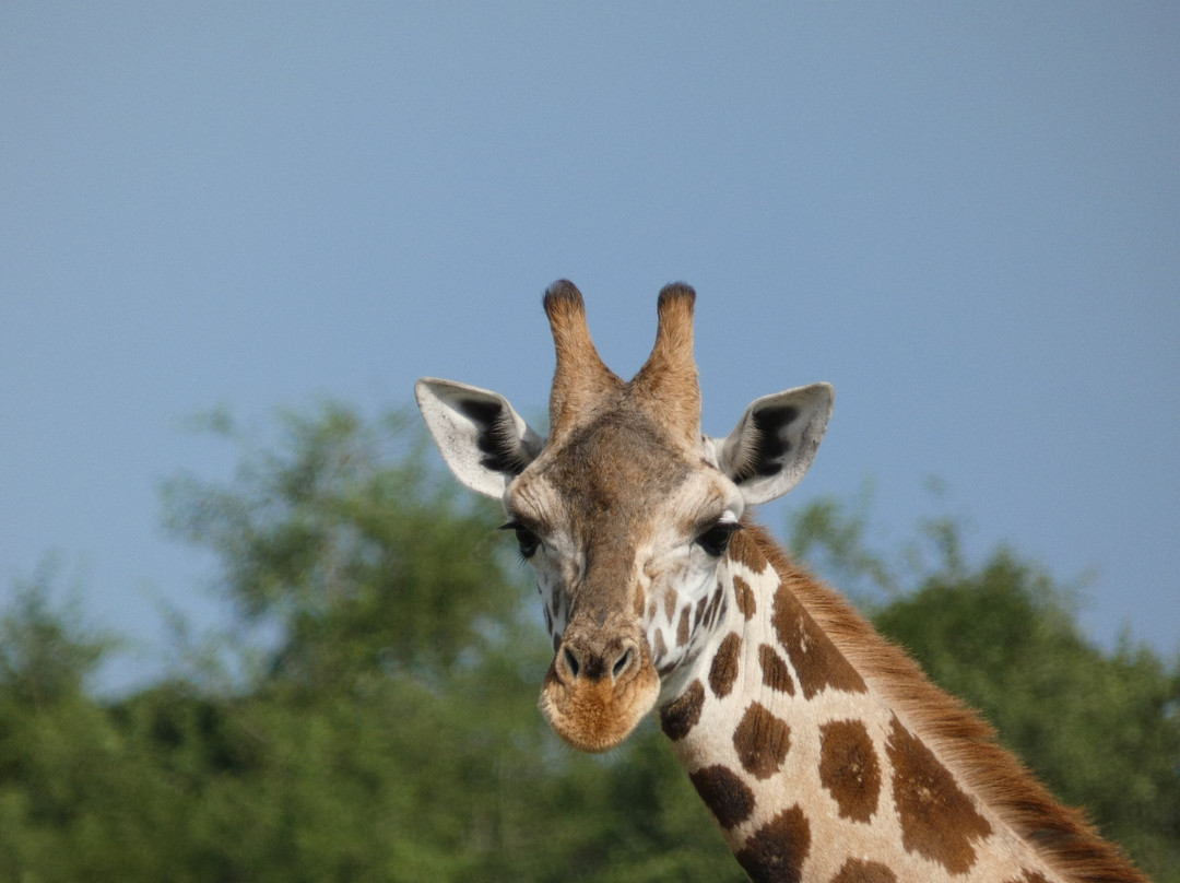 Gorilla Riddles-坎帕拉必去景点