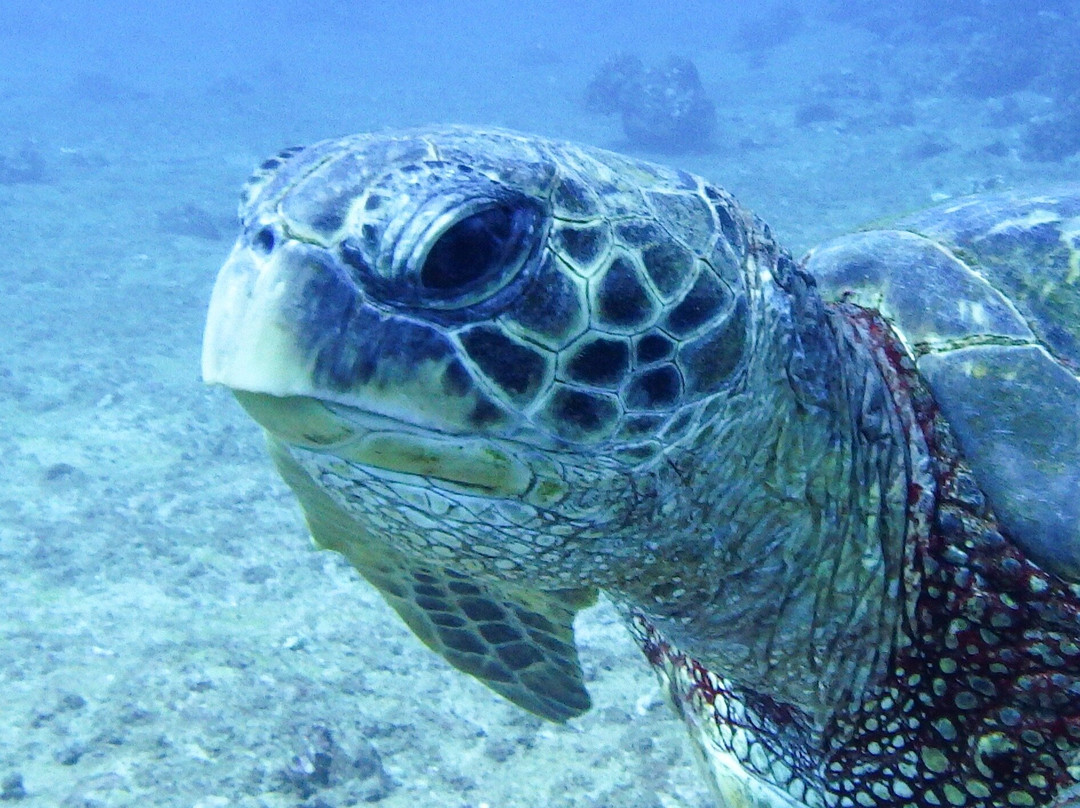Explore Kauai Scuba-科卡哈必去景点