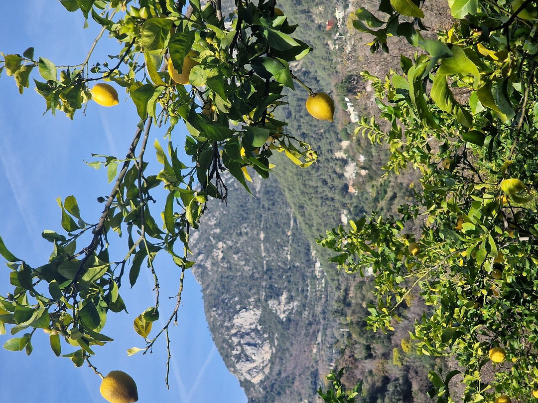 La Ferme des Citrons景点图片