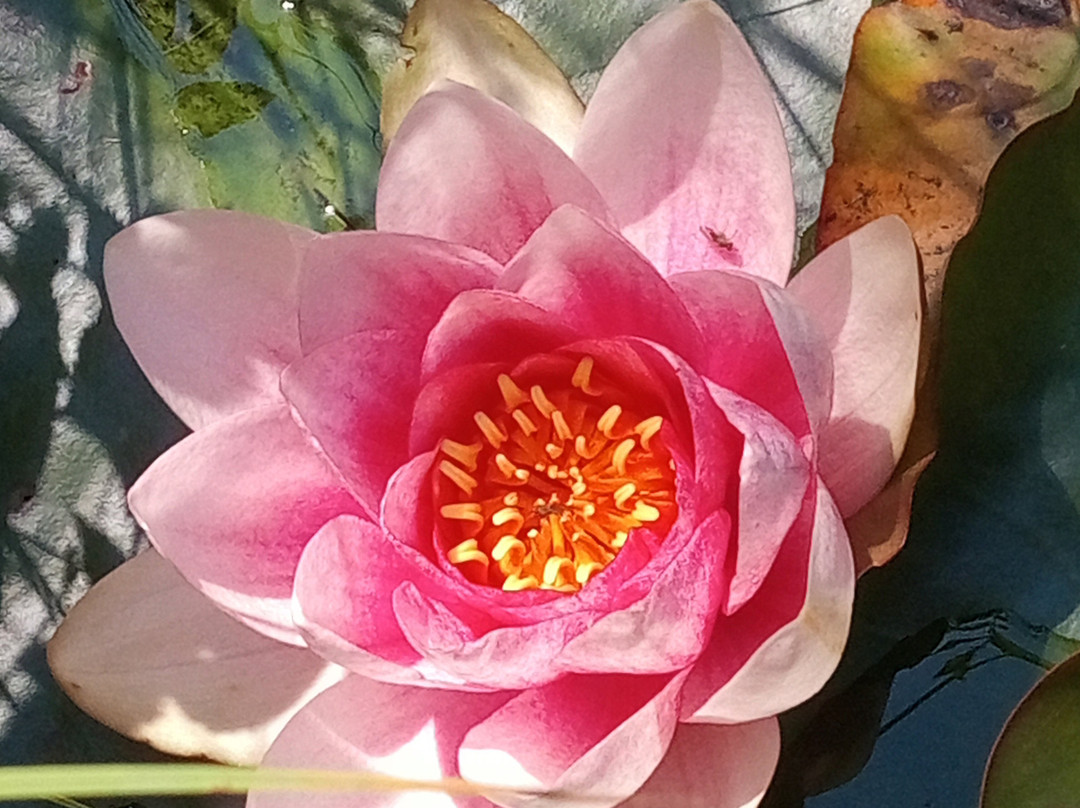 Penrose Water Gardens-特鲁罗必去景点