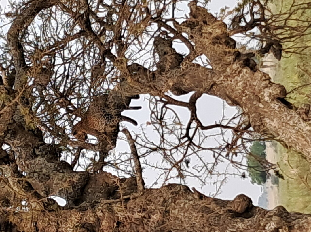 Serengeti and Ngorongoro crater-Ikoma必去景点