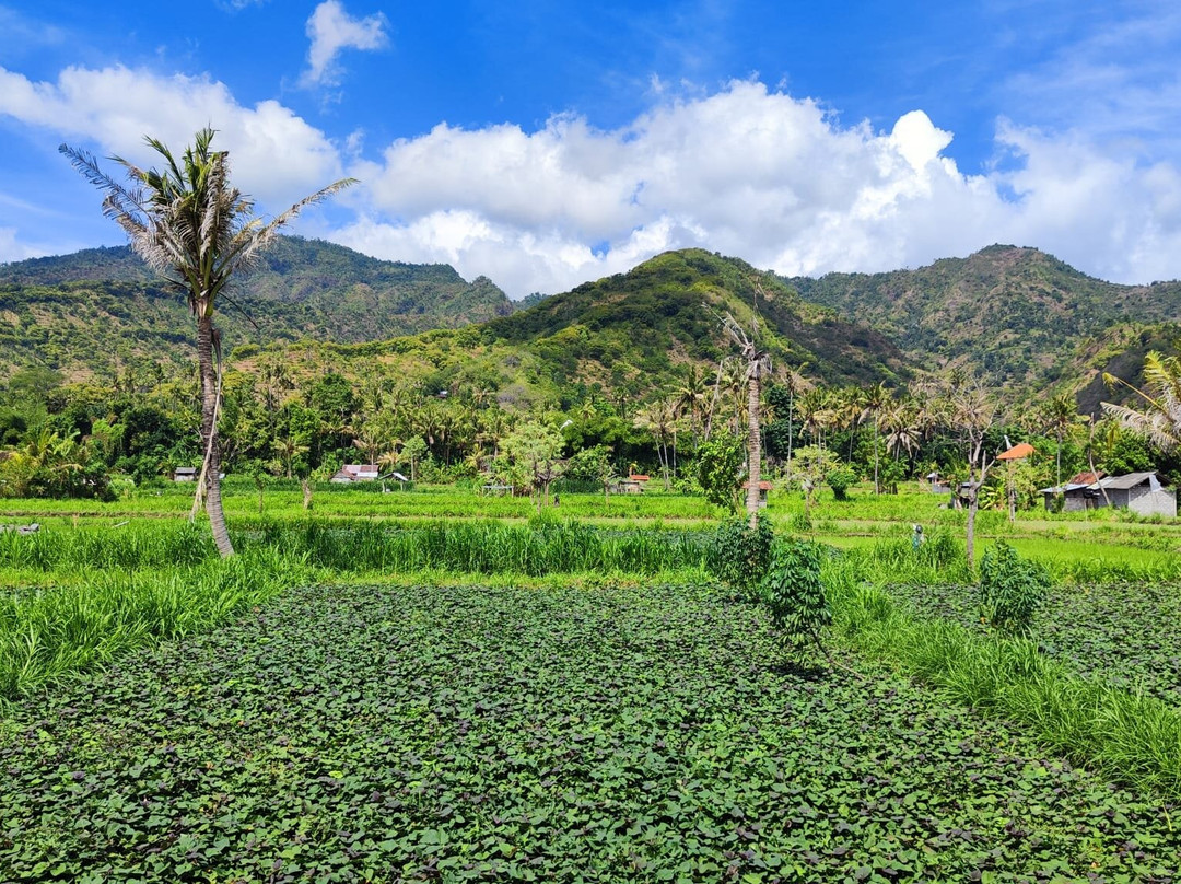 d'Sawah Amed Homestay & Warung主图