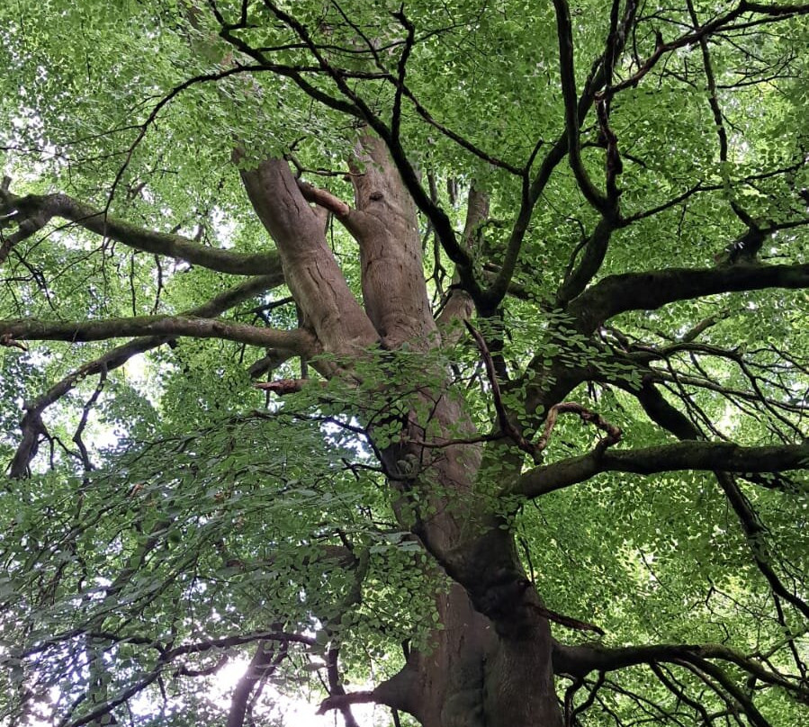 Savernake Forest-马尔堡必去景点