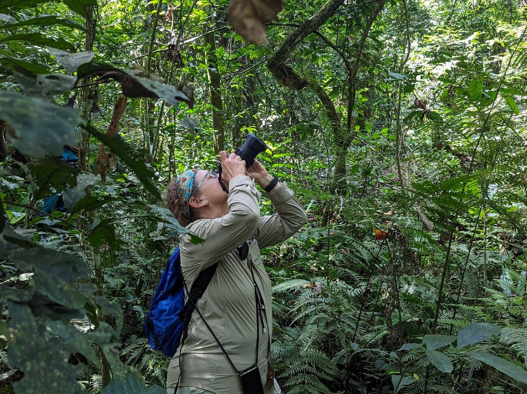 Kalinzu Central Forest Reserve-Bushenyi必去景点