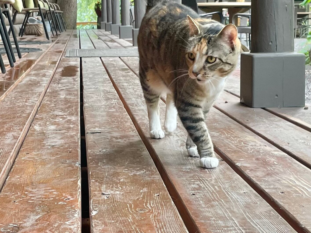 Laughing Horse Lodge主图