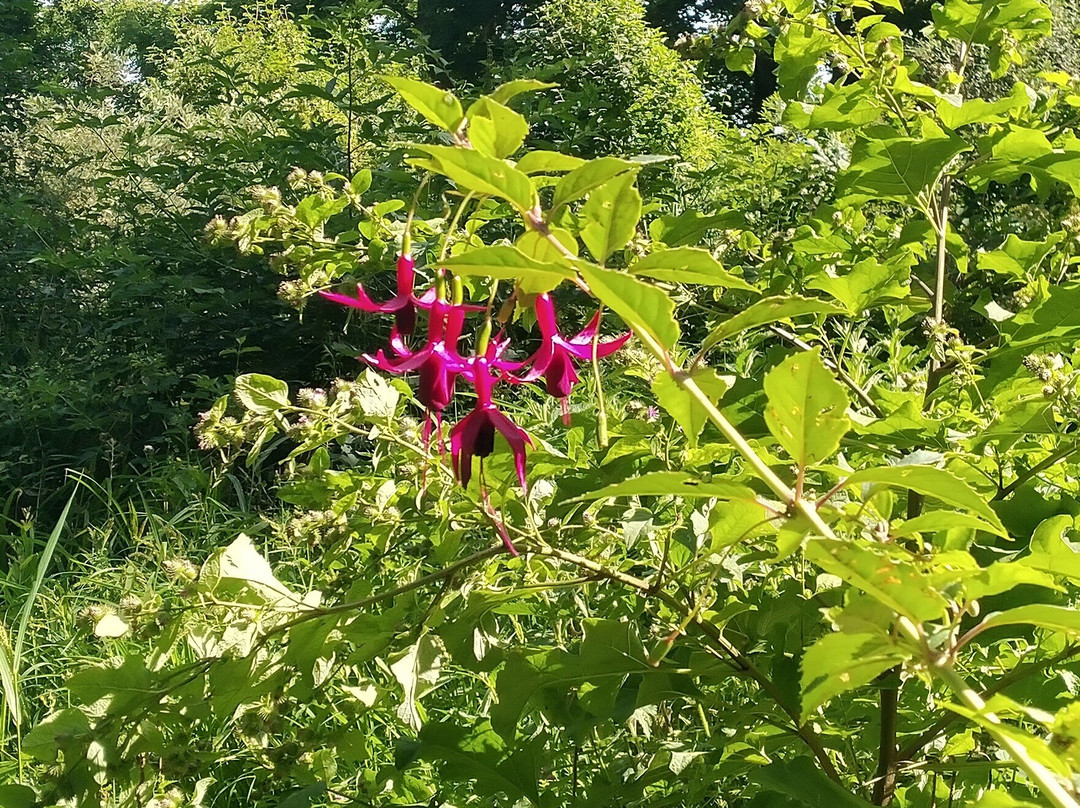 Parc Floral Jean-Pierre Lanson景点图片