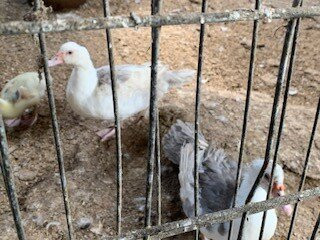 Lane's Garden Centre Open Farm-德比必去景点